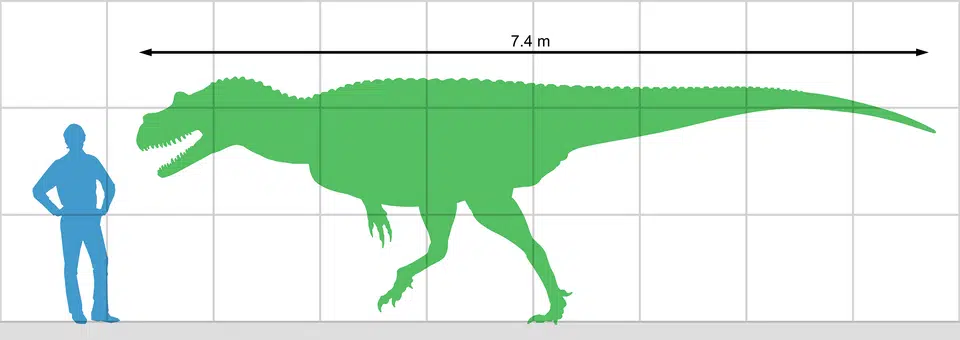 Discover Genyodectes, a carnivorous theropod from the Early Cretaceous. Learn about its size, diet, habitat, and contemporary dinosaurs.