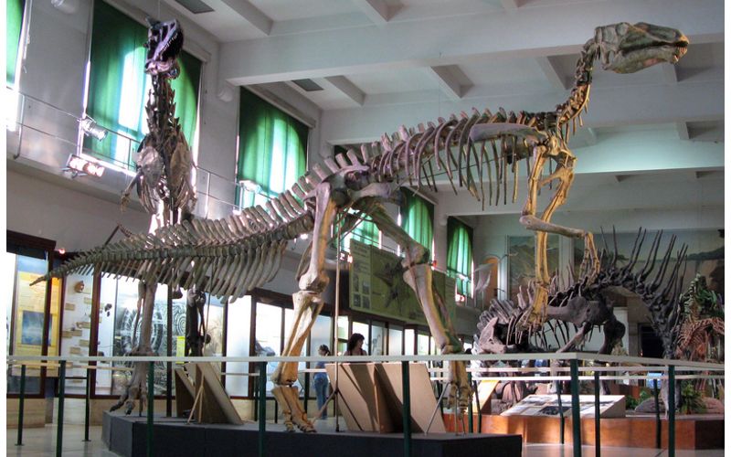 Reconstructed skeleton at Natural Sciences Museum