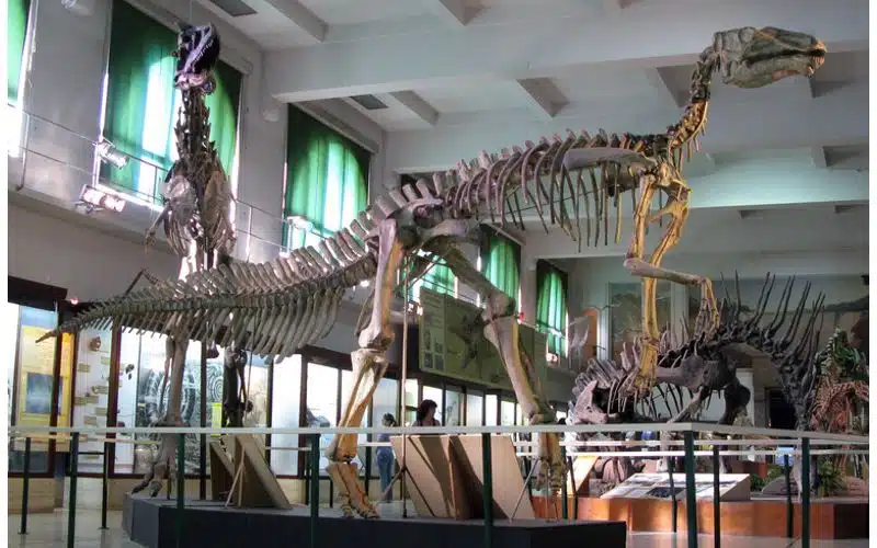 Reconstructed skeleton at Natural Sciences Museum