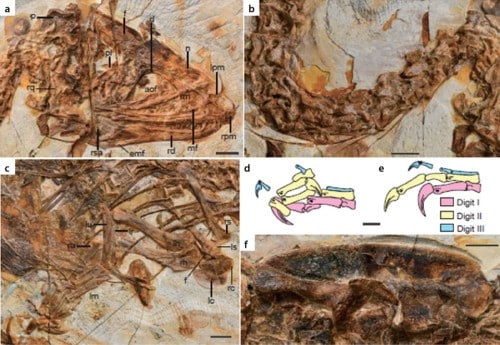 Anatomy of Huadanosaurus sinensis IVPP V 14202