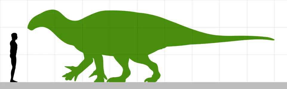 Size comparison beetwen Iguanacolossus and 1.8 m tall man. Iguanacolossus is a large iguanodontid, estimated to have reach around 9 m, or similar to Iguanodon.