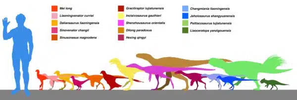 A size diagram of the non-avian dinosaur fauna of the Lujiatun Member of the Yixian Formation created using existing works in Wikimedia Commons.