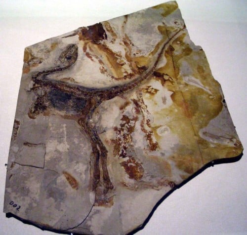 Sinosauropteryx prima fossil displayed in Hong Kong Science Museum