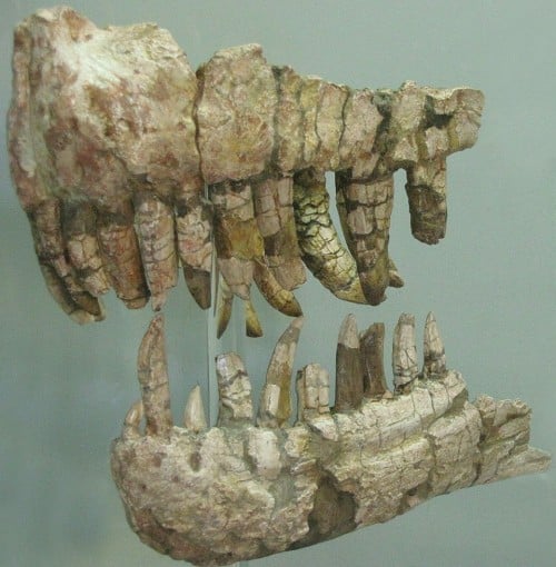 Genyodectes holotype