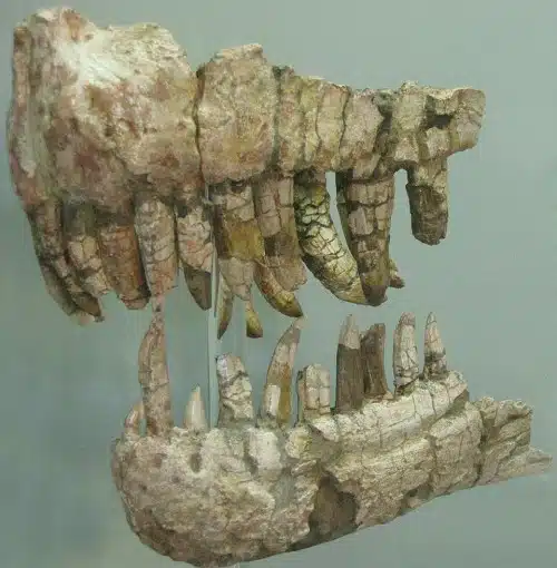 Genyodectes holotype