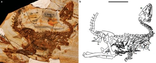 Holotype of Huadanosaurus sinensis (IVPP V 14202)