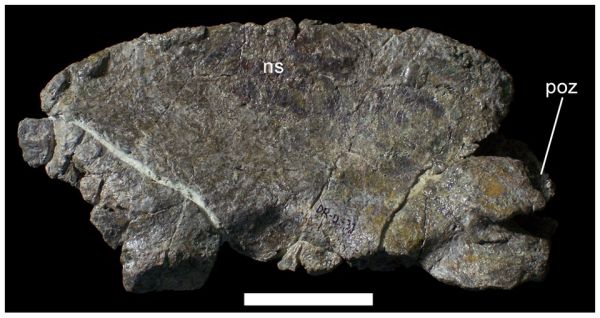 Axial neural arch of UMNH VP 20205.