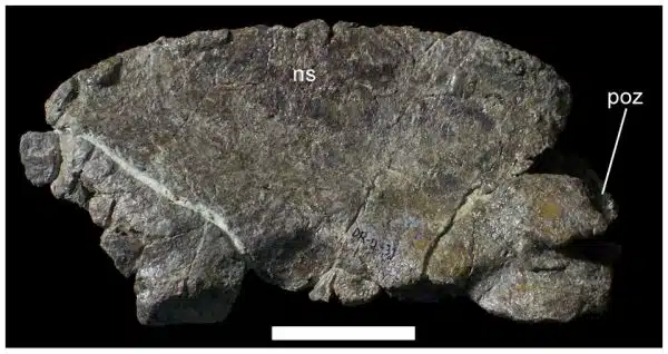 Axial neural arch of UMNH VP 20205.