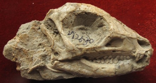 Jeholosaurus shangyuanensis (IVPP V12530).