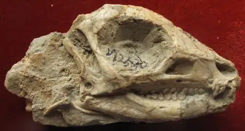 Jeholosaurus shangyuanensis (IVPP V12530).