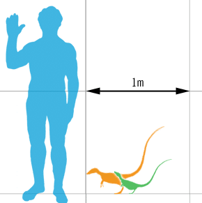 Size of the dinosaur Sinosauropteryx prima compared with a human