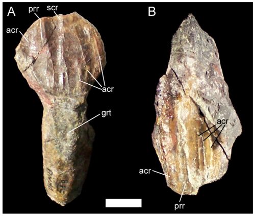 Teeth of UMNH VP 20205. (A) Dentary tooth of UMNH VP 20205 in lingual view.