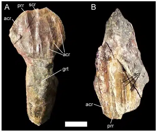 Teeth of UMNH VP 20205. (A) Dentary tooth of UMNH VP 20205 in lingual view.