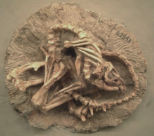 Jeholosaurus skeleton