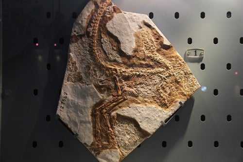 Henan Geological Museum, Zhengzhou, China. Complete indexed photo collection at WorldHistoryPics.com.