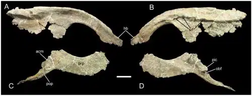 Pelvic elements of UMNH VP 20205. Right ilium of UMNH VP 20205