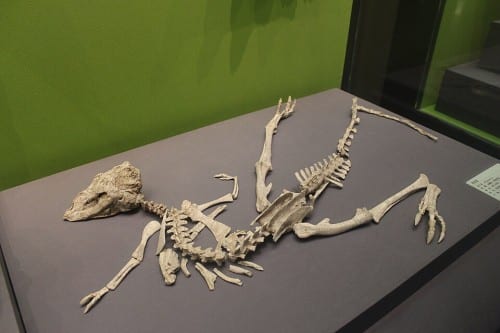 Skeleton of Jeholosaurus sp. on display at the Tianjin Natural History Museum.