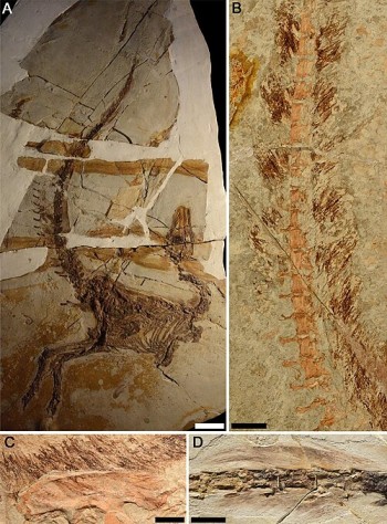 Preserved plumage in various specimens; A is the holotype of S. lingyuanensis (IVPP V12415)