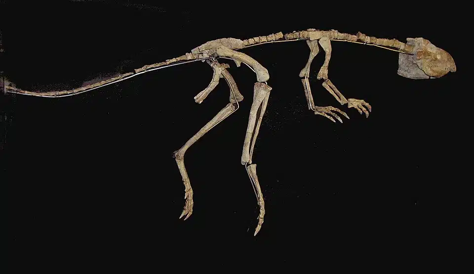 Jeholosaurus skeleton