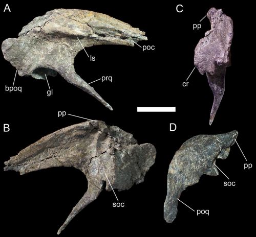 Right squamosal of UMNH VP 20205