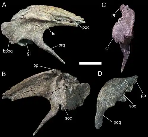Right squamosal of UMNH VP 20205