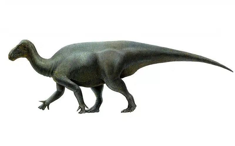 Explore Iguanacolossus, a giant Early Cretaceous iguanodont from Utah. Discover its size, fossils, and paleoecology.