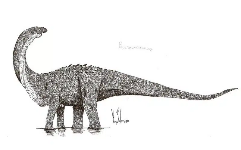 Discover Barrosasaurus, a Massive Herbivore from Late Cretaceous Argentina. Explore its Features, Habitat, and Contemporary dinosaurs.