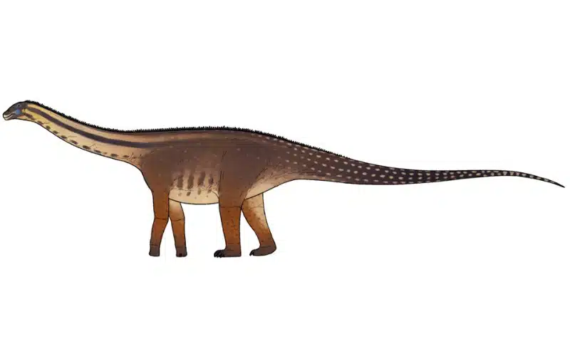 Discover Cienciargentina, a Late Cretaceous Sauropod from Argentina’s Huincul Formation. Learn its origins, habitat, size, and more.
