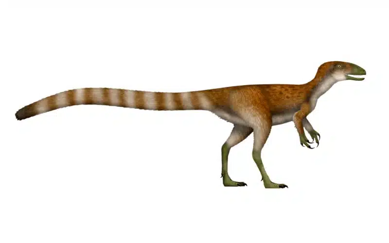 Discover Huadanosaurus, a small feathered theropod from Early Cretaceous China, known for its unique features and predatory behavior.