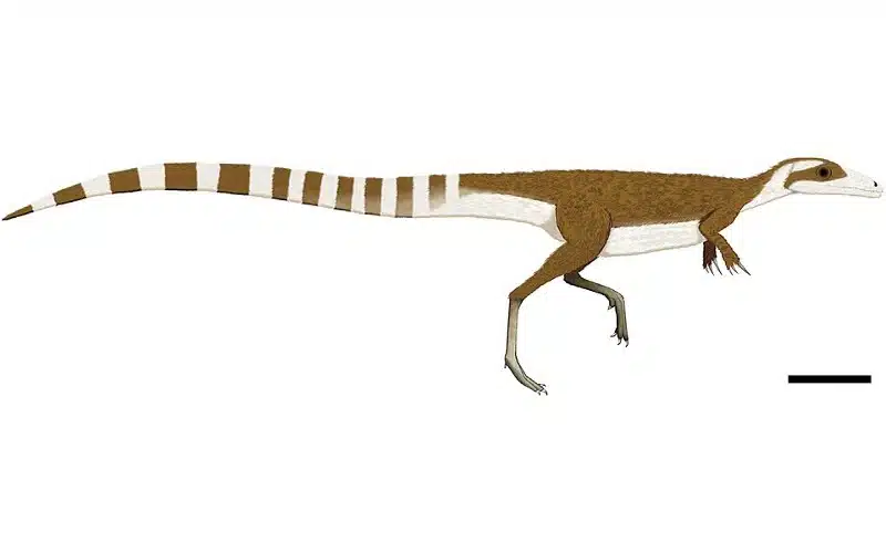 Discover Sinosauropteryx, a small feathered theropod from Early Cretaceous China. Learn about its features, fossils, and habitat.