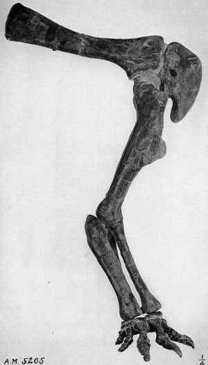 Leptoceratops gracilis forelimb.