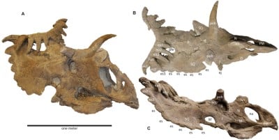 Holotype skull shown in oblique, top, and right side views
