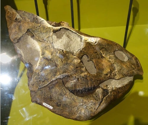 Skull of Leptoceratops gracillis, from the Tolman Bridge area, Alberta. On display at the Royal Tyrrell Museum, Alberta, Canada.