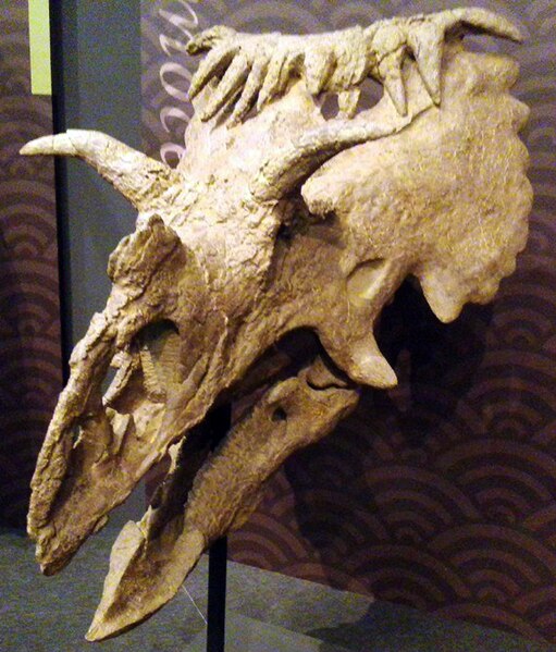 Skull cast with reconstructed predentary bone, right horn, and left part of face