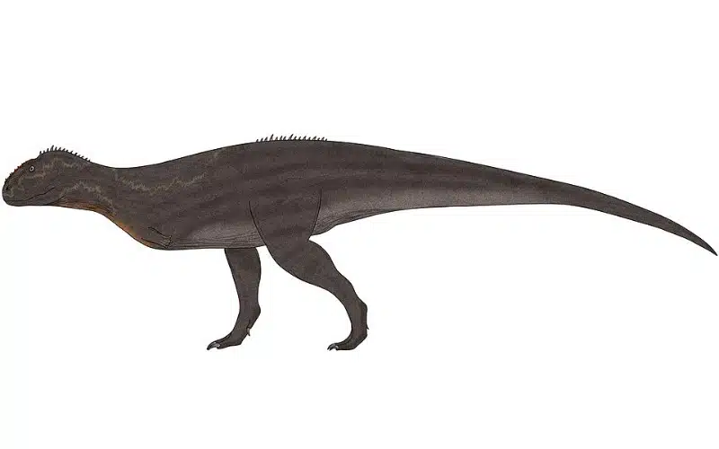 Meet Ilokelesia, a fierce abelisaurid predator that roamed Late Cretaceous Argentina's prehistoric landscapes.