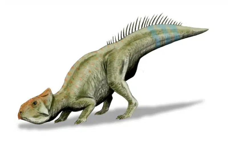 Discover Leptoceratops, a beaked herbivore from Late Cretaceous North America with a unique jaw and fossil-rich history.
