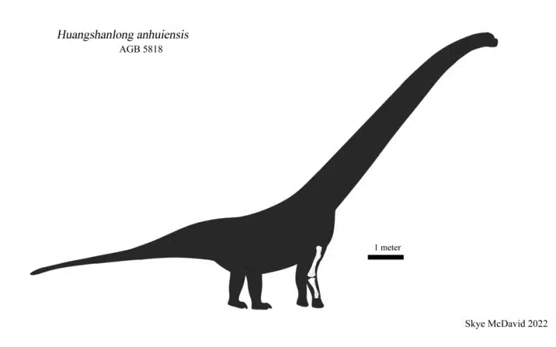 Skeletal diagram of Huangshanlong anhuiensis showing known elements of holotype AGB 5818.