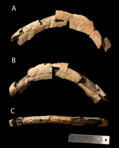 Posterior margin of the frill (parietal) of the dinosaur Judiceratops tigris