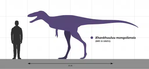 Meet Khankhuuluu, the swift mid-sized tyrannosauroid from Late Cretaceous Mongolia, known as the Dragon Prince of the dinosaur world.