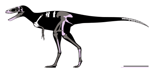 Skeletal diagram of Khankhuuluu mongoliensis