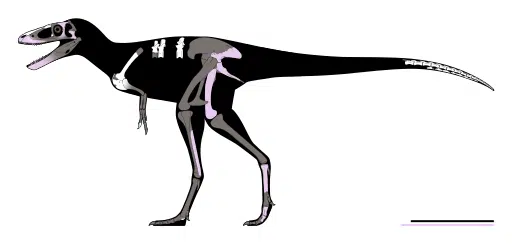 Skeletal diagram of Khankhuuluu mongoliensis