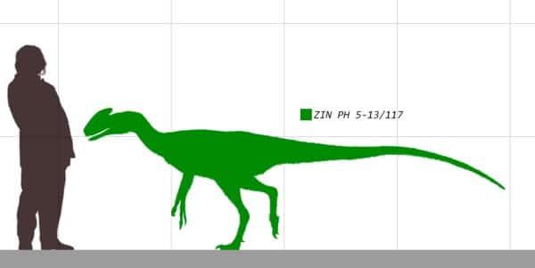 Discover Kileskus, an early Middle Jurassic proceratosaurid theropod from Siberia with rare cranial and limb fossils.