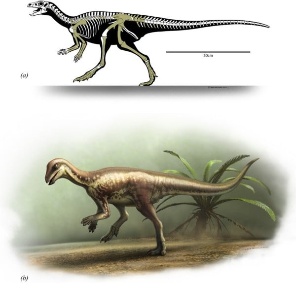 a) Skeletal reconstruction of Enigmacursor; b) Life reconstruction of Enigmacursor by Bob Nicholls