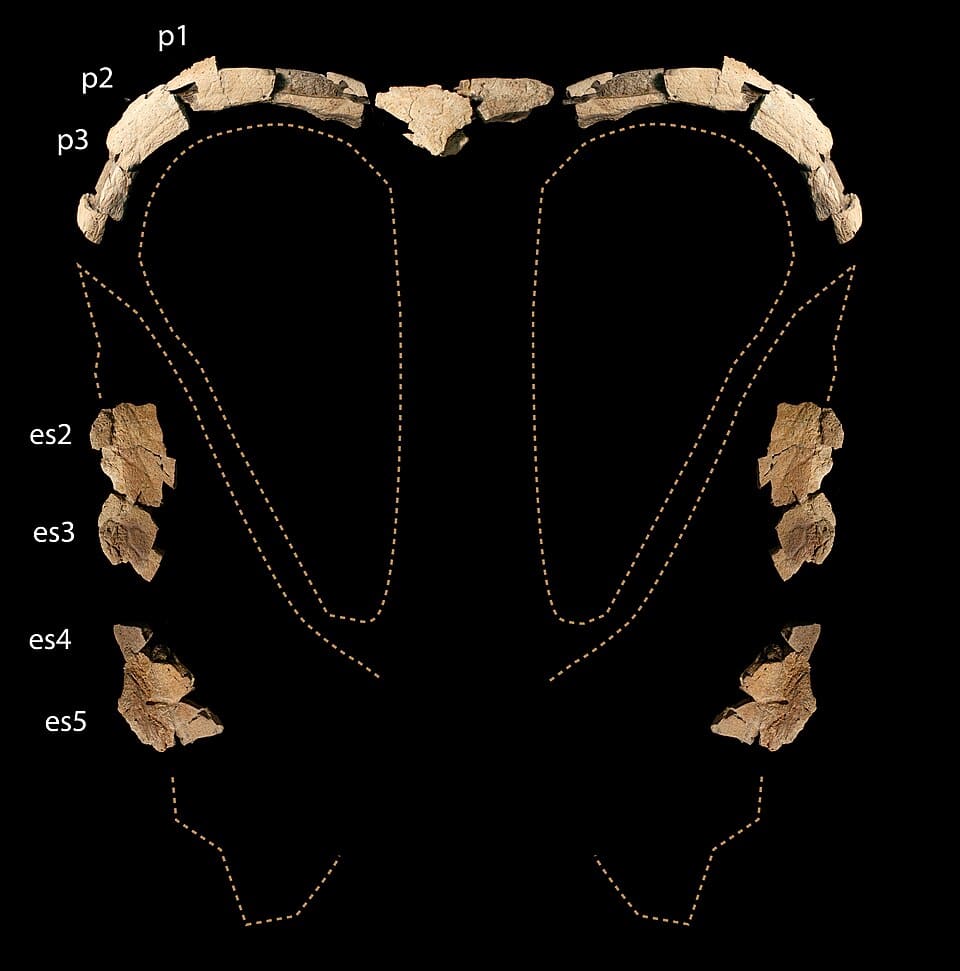 Reconstructed frill of the holotype of Judiceratops tigris from the Judith River Formation of Montana, with pareital and squamosal elements from the right side of the frill mirrored on the left.