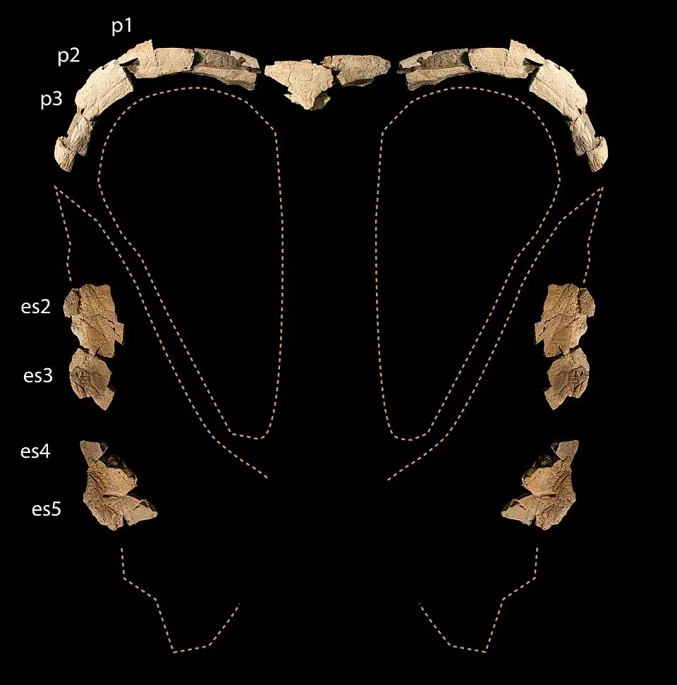 Reconstructed frill of the holotype of Judiceratops tigris from the Judith River Formation of Montana, with pareital and squamosal elements from the right side of the frill mirrored on the left.