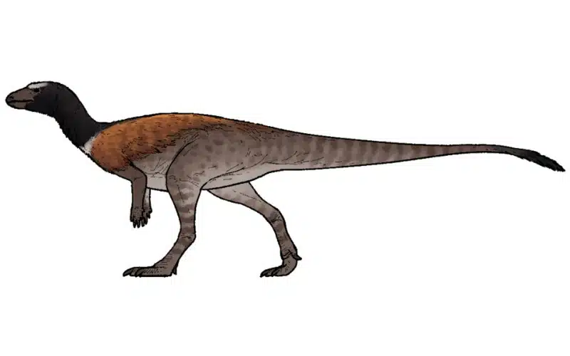 Discover Enigmacursor, a swift, small-bodied herbivore from the Late Jurassic Morrison Formation, recently described in 2025.