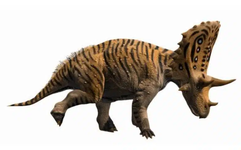 Discover Judiceratops, an early horned dinosaur from Montana with unique skull features and clues to ceratopsid evolution.