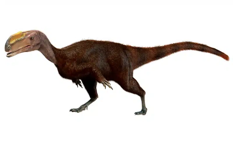 Discover Kileskus, an early Middle Jurassic proceratosaurid theropod from Siberia with rare cranial and limb fossils.