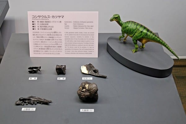 Fossil elements and model