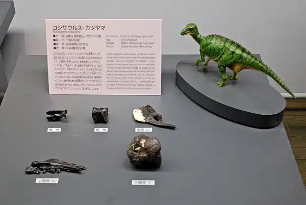Fossil elements and model